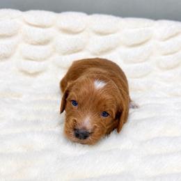 Snapper - Red  male Goldendoodle puppy in Springfield, Ohio from Dawson & Daryn's Royal Companions
