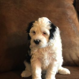 Portuguese Water Dog Puppies from Lakehouse Porties