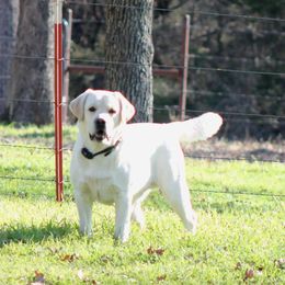 Boy 3 - Labrador Retriever puppy from Texas Bluebonnet Labs