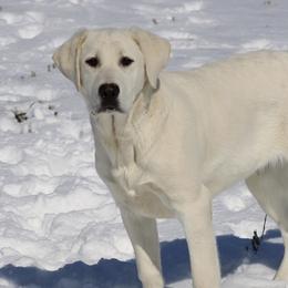 Tomcat - Labrador Retriever