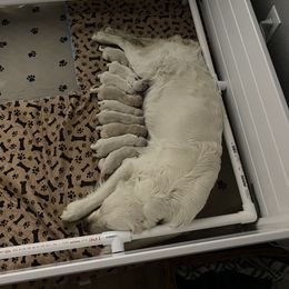 Golden Retriever Puppies from Dani’s Dawgs