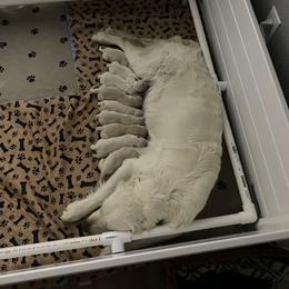 Golden Retriever Puppies from Dani’s Dawgs