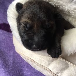 German Shepherd Puppies from Morning Mist Farm