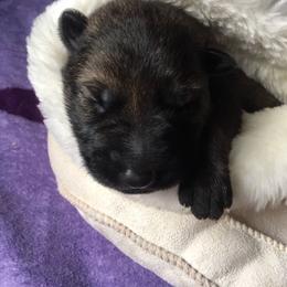 German Shepherd Puppies from Morning Mist Farm