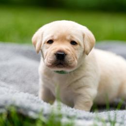 Green Collar - Yellow male Labrador Retriever puppy in West Newbury, Massachusetts from Riverfront K9
