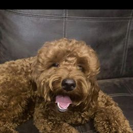 Cavapoo, Goldendoodle, and Poodle All Grown Up from Dlm_doodles