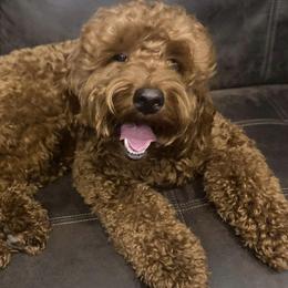 Cavapoo, Goldendoodle, and Poodle All Grown Up from Dlm_doodles