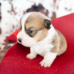 Colt - Sable and white male American Corgi puppy in Adairsville, Georgia from Ingram's Corgis