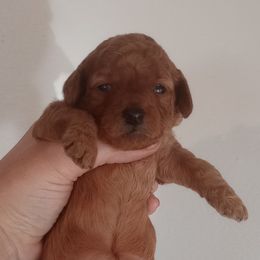 Pink girl - Apricot female Poodle puppy in Licking, Missouri from Majestic Embrace Poodles