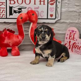 Bentley - Dapple male Dachshund puppy in Norwood, Missouri from Madra's Dashing Doxies