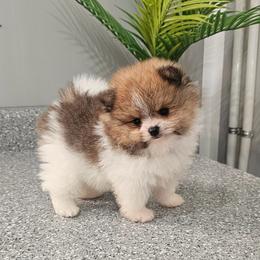 Puddles - Cream sable male Pomeranian puppy in Utica, Ohio from Poodle Me Crazy
