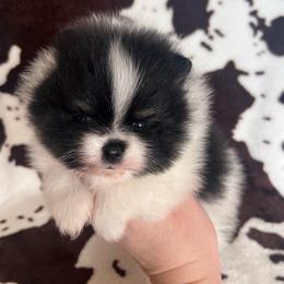 Girl 1 - Black and tan parti female Pomeranian puppy in Newalla, Oklahoma from Classy Poms