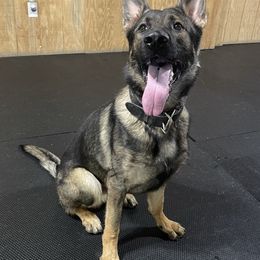 Bucky - German Shepherd