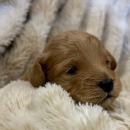 Acorn - Apricot male Cavapoo puppy in Milton, Pennsylvania from Nita's Poodle Pooche's