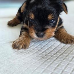 Rosie's Boy - Black and tan male Yorkshire Terrier puppy in Aiken, South Carolina from Sio's Yorkies