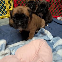 Red - Fawn male Boxer puppy in Titusville, Pennsylvania from Perry Hill Bullies
