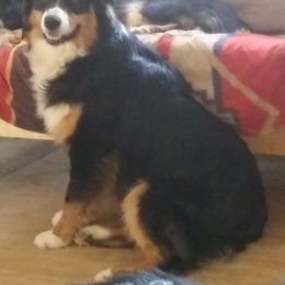 Trooper - Australian Shepherd