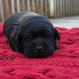 Prancer - Black male Labrador Retriever puppy in Lenoir, North Carolina from Wooten Retrievers