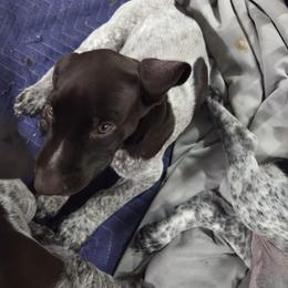 Blue collar - Liver roan male German Shorthaired Pointer puppy in Tumwater, Washington from Mike's German Shorthaired Pointers