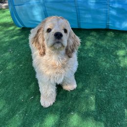 Cocker Spaniel All Grown Up from Shasta View Cockers
