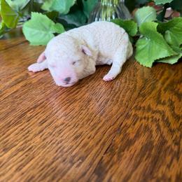 Taco - Cream female Goldendoodle puppy in Cherry Tree, Pennsylvania from Plum Creek Acres Next Generation