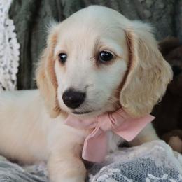 Woody - Cream male Dachshund puppy in Wakarusa, Indiana from PuppyLove Dachshunds