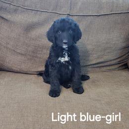 Luna - Black and white female Bernedoodle puppy in Columbia, Illinois from Hillcastle Breeders