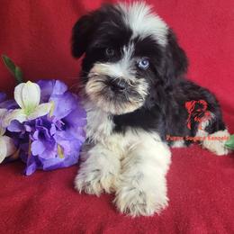 Companion Cross, Miniature Schnauzer, and Yorkshire Terrier Puppies from Puppy Sugars Kennels