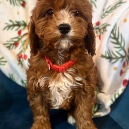 Collar boy - Red male Cavapoo puppy in Gilbert, Arizona from Azbernedoodlepuppies