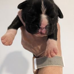 Boxer Puppies from Bellbox German Boxers