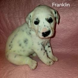 Franklin - White and black male Dalmatian puppy in Sharpsburg, Maryland from Antietam Dalmatians