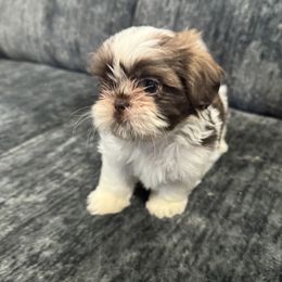 Shih Tzu Puppies from Lopez Family Tails