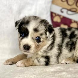 Blue Merle Female - Blue merle Miniature Australian Shepherd puppy in Cusick, Washington from Dry Ridge Miniature Australian Shepherds