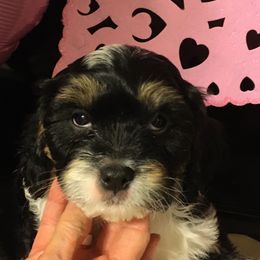 Cavalier King Charles Spaniel, Cavapoo, Maltipoo, and Poodle Puppies from Lainy's Puppies