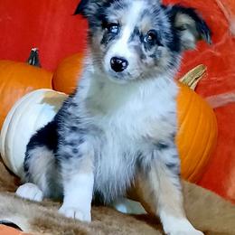 Tammy - Blue merle female Miniature Australian Shepherd puppy in Elkhart, Texas from Donaldson Dogz