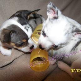 Chihuahua Puppies from Kiara's AKC Chihuahuas of Michigan
