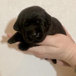 Woodie - Black male Labrador Retriever puppy in Newaygo, Michigan from Royal Oak Gundogs