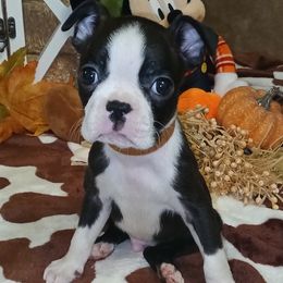 Brown Ribbon Male - Black brindle and white male Boston Terrier puppy in Cedar Hill, Texas from Baldwins Boston Terriers
