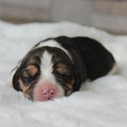 Ripley - Black tan and white female Beagle puppy in Morrill, Kansas from Kelle Beagles
