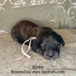 Birdie - Brindle female Dachshund puppy in Lexington, Oklahoma from BooneDox Miniature Dachshunds