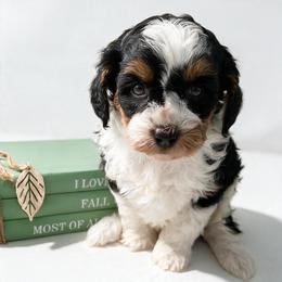 Taylor - Tri-color female Bernedoodle puppy in Columbus, Montana from Montanas Mountain Bernedoodles