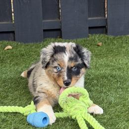 Brie - Blue merle female Australian Shepherd puppy in Oak Hill, Florida from Swingin T Ranch LLC
