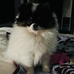 Poppy - Black parti female Pomeranian puppy in Buck Valley, Pennsylvania from Buck Valley Pomeranians