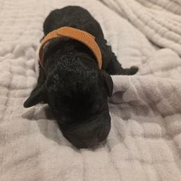Brown - Black female Labradoodle puppy in Commerce City, Colorado from Playful Paws Labradoodles