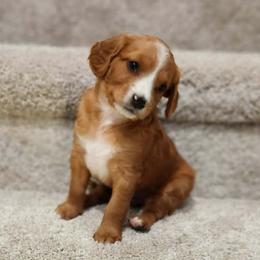 Boy 2 - male Cavapoo puppy in Highland, Utah from Angel Pups Deluxe