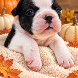 Willow - Black and tan female French Bulldog puppy in Gastonia, North Carolina from BZB Frenchies, Griffs & Long hair Chihuahuas
