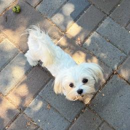 Franklin - White male Maltese puppy in Redmond, Oregon from Jazzie Shih Tzu
