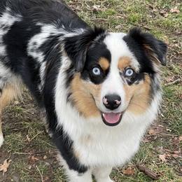 Ryder - Miniature Australian Shepherd