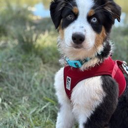 Shadow - Australian Shepherd