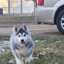 Siberian Husky Puppies from Spirit of the Moon Siberians